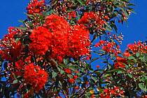 Red gum tree flowers (Corymbia ficifolia) in botanic garden, Hyeres les palmiers, Var, Provence, France, July