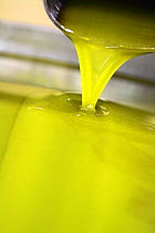 Trickle of Olive (Olea europea) oil produced by mill, Var, Provence, France, December.