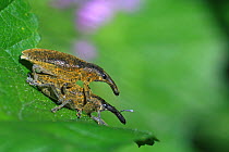 Weevil beetles (Lixus angustatus) mating on a leaf, Var, Provence, France, April