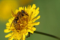 European honey bee (Apis mellifera) collecting pollen and nectar from Dandelion flower (Taraxacum vulgaria) Toulon, Var, Provence, France, April.