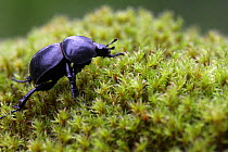Dor Beetle (Geotrupes stercorarius) on moss, Corsica Island, France, September
