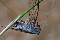 Cicada (Lyristes plebejus) caught by Crab spider (Xysticus sp) Var, Provence, France, June.
