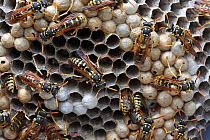 Paper wasps (Polistes gallicus) on nest, Var, Provence, France, June.