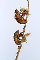 Exoskeletons (exuvium) of Cicadas (Lyristes plebejus)  against white background, Var, Provence, France, July.