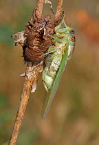 Cicada (Lyristes plebejus) resting on branch after emergence from nymph skin, Toulon, Var, Provence, France, July