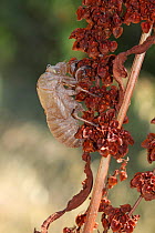 Exoskeleton (exuvium) of Common cicada (Lyristes plebejus)  on Curly dock (Rumex crispus) plant after emergence, Var, Provence, France, July