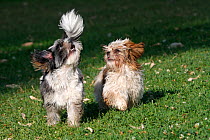 Shih tzu dogs (Canis familiaris) male and female, aged 4 years,  playing and running in field, Var, Provence, France, August