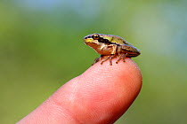 Mediterranean tree frog (Hyla meridionalis) juvenile, on a human finger, Var, Provence, France, June.