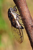 Cicada (Lyristes plebejus) female laying eggs into wood, Var, Provence, France, July