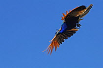 Common peafowl (Pavo cristatus) male in flight, Var, France, Provence, August.