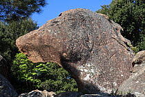 Dog's head shaped rock, Calanches of Piana, Parc Naturel Regional de Corse / Corsica Natural Regional Park, Corsica Island, France, April 2011.