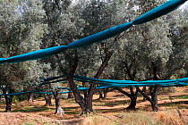 Net under the olive trees (Olea europaea) for havesting olives, Sainte-Lucie-de-Tallano, Corsica Island, France, September.