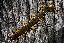 Mediterranean banded centipede (Scolopendra cingulata) resting on a trunk, Var, Provence, France, April