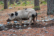 Corsican pig (Sus scrofa domestica) sow, in forest of Valdu Niellu,  Parc Naturel Regional de Corse / Corsica Natural Regional Park, Corsica, France, September