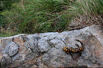 Corsican fire salamander (Salamandra corsica) on rock, endemic species, Parc Naturel Regional de Corse / Corsica Natural Regional Park, Corsica Island, Northern corsica, France, September