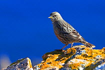 Alpine accentor (Prunella collaris) on rock, with the sea in the background, Corsica, France, February.