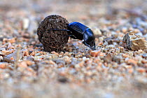 Dung / Scarab beetle rolling dung (Scarabeus laticollis) Corsica Island, France, September.