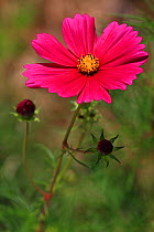 Cosmea / Cosmos flower (Cosmos bipinnatus) cultivated in garden, Alpes de Haute Provence, France, August.
