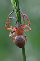 Spider (Drassodes sp) on a grass in a meadow, Var, Provence, France, March.
