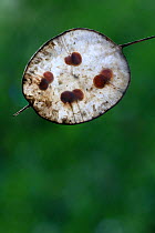 Annual honesty (Lunaria annua) seed pod, close up, Haute Loire, Auvergne, France, August.