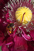 European honey bee (Apis mellifera) collecting pollen from Opium poppy flower (Papaver somniferum), in botanic garden, Var, Provence, France, May.