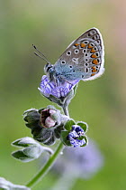 Common blue butterfly (Polyommatus icarus) male resting on Blue hound's tongue (Cynoglossum creticum) flower,  Var, Provence, France, April.