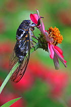 Cicada (Lyristes plebejus) resting on Marigold flower (Tagetes sp) in botanic garden, Var, Provence, France, July.