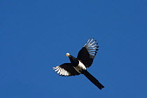 Magpie (Pica pica) in flight carrying an egg in its beak , Var, Provence, France, June