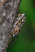 Cicada (Cicada orni) resting on a trunk, Var, Provence, France, July