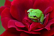 Mediterranean tree frog (Hyla meridionalis) resting on a Red rose (Rosa sp) in organic garden, Toulon, Var, Provence, France, May.
