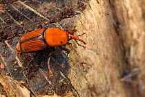 Red palm weevil (Rhynchophorus ferrugineus) male on wood, Var, Provence, France