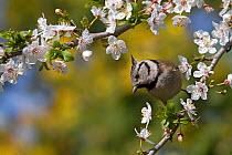 Crested tit (Parus cristatus) perched on a branch of plum blossom (Prunus domestica) in a garden, Var, Provence, France, March.