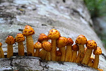 Laughing gym mushrooms (Gymnopilus spectabilis) growing on a tree trunk, Sainte Baume, Var, Provence,  France, September