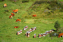 Limousin cows (Bos taurus) feeding in a field with bee hives, Ariege, Pyrenees, France, September.