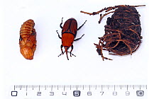 Red palm weevil (Rhynchophorus ferrugineus) with its cocoon and nymph, and ruler for  scale. Against white background, Var, Provence, France, January. Invasive pest species.