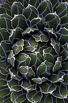 Queen victoria agave (Agave victoriae- reginae) close up, in botanic garden, Var, Provence, France, January.