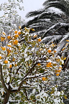 Lemon tree (Citrus limon) covered in snow, Var, Provence, France, February.