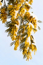 Mimosa (Acacia dealbata) flowers covered in snow , Var, Provence, France, February