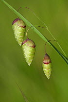 Greater quaking grass (Briza maxima) flowers, Giens, Var, Provence, France, May.