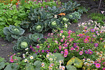 Cabbage plants (Brassica oleracea capita) growing in a garden with flowers, Cevennes, Lozere, France, October.