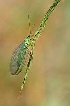 Green lacewing (Chrysopa perla) on grass, Var, Provence, France, June.
