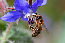 European honey bee (Apis mellifera) collecting pollen and nectar from Borage (Borago officinalis) Var, Provence, France, March.