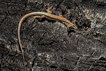 Common wall lizard (Podarcis muralis) sunning on tree trunk of a Canary island palm (Phoenix canariensis) Var, Provence, France, March