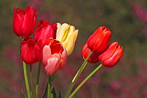 Bunch of cultivated Tulips (Tulipa sp) Carqueiranne, Var, Provence, France, March.