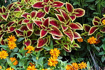 Variegated leaves of Coleus plant (Plectranthus scutellarioides)  and Marigold (Tagetes sp) flowers in a botanical garden, Var, France, Provence, July.