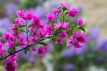 Bougainvillea(Bougainvillea glabra) with colourful leaf bracts, in botanic garden, Var, France, Provence, July.