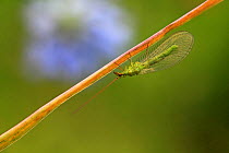 Green lacewing (Chrysopa perla) on grass, Var, Provence, France, May.