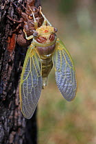 Cicada (Lyristes plebejus) during final moult, Toulon, Var, Provence, France, July. Sequence 5/5.