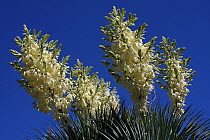 Flowering Blue yucca (Yucca luminosa) in botanic garden,  Var, Provence, France. June.