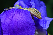 Moorish wall gecko (Tarentola  mauritanica) on German iris flower (Iris germanica) Var, Provence, France, May.